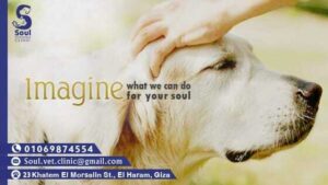 Soul Veterinary Clinic. عيادة سول البيطرية